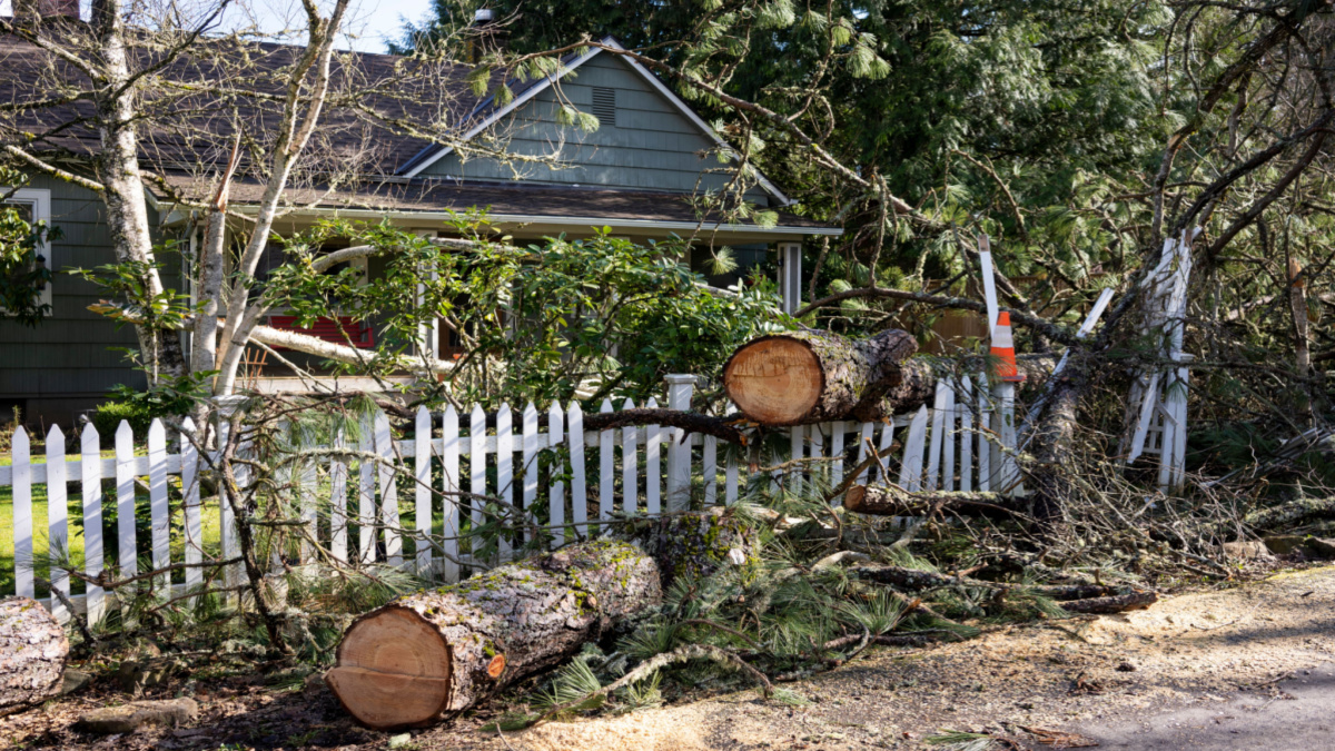 Fallen tree in the front yard of a blue house with white picket fence