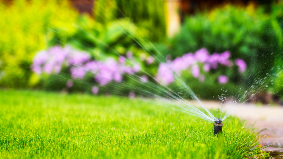 Sprinkler head watering green grass with purple flowers in background